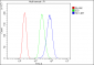 Anti-Hexokinase 1/HK1 Antibody Picoband™ (monoclonal, 4B7)